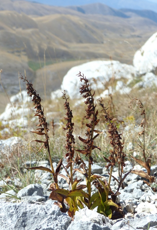 Epipactis da classificare: Campo Imperatore (AQ) luglio 2023.